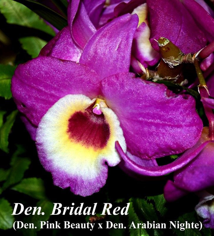 Den. Bridal Red prev bloom